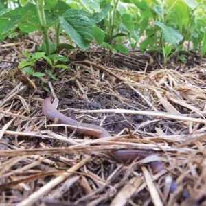 Pushing Farming Beyond Organic